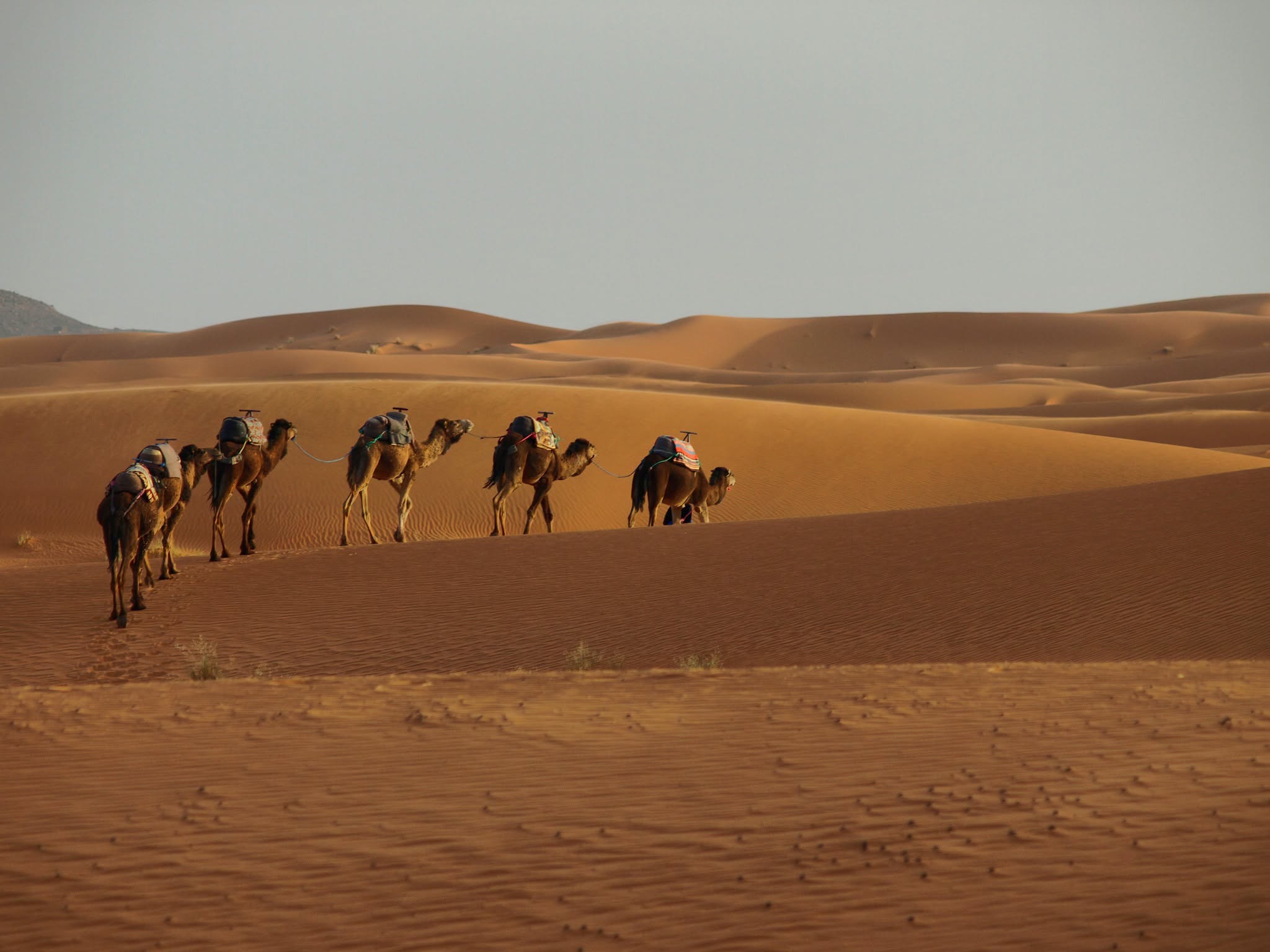 Camel caravan crossing the dunes of Erg Chebbi at Merzouga