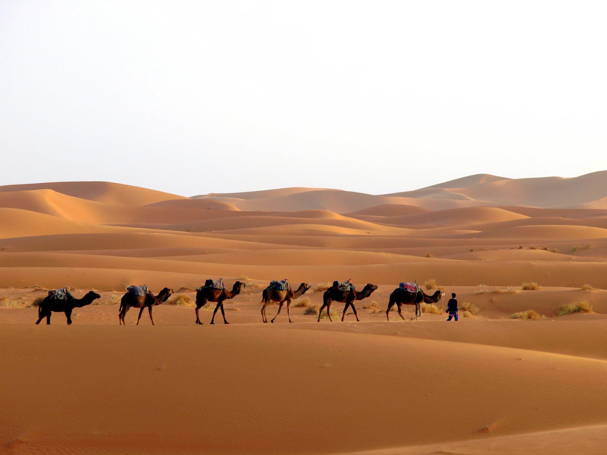 Camel caravan crossing the Sahara dunes in Morocco